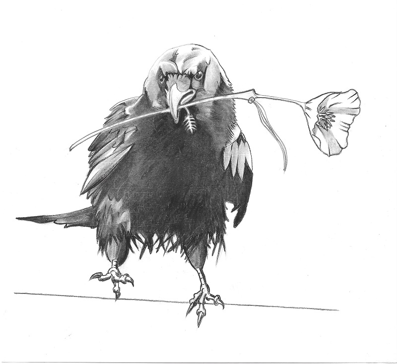 Poppy Crow 2